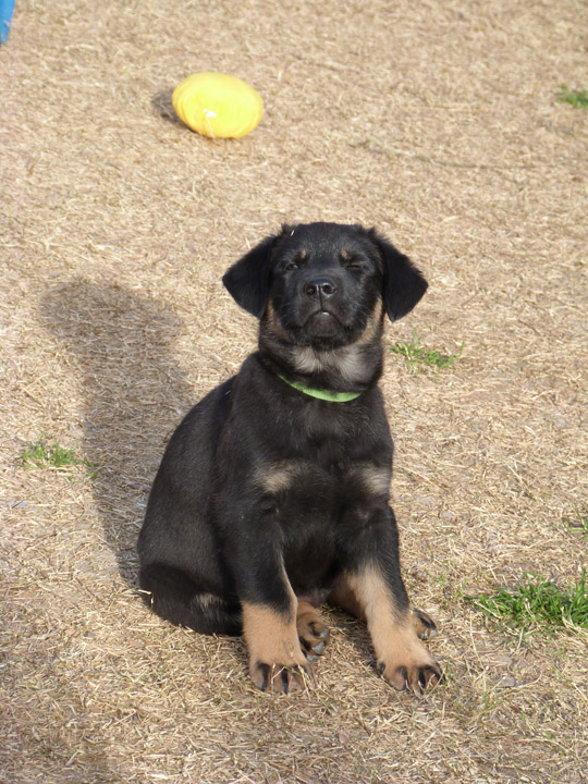 chinook dog